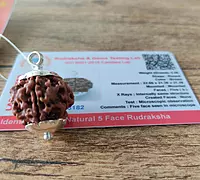 5-mukhi-rudraksha-Tested 5-mukhi-rudraksha-Tested