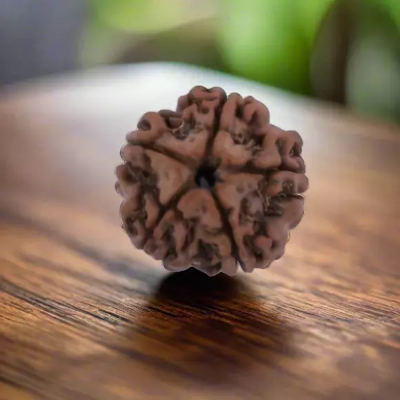 5-mukhi-rudraksha-Tested 5-mukhi-rudraksha-Tested